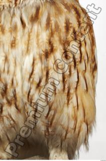 Tawny owl - Strix aluco 0009